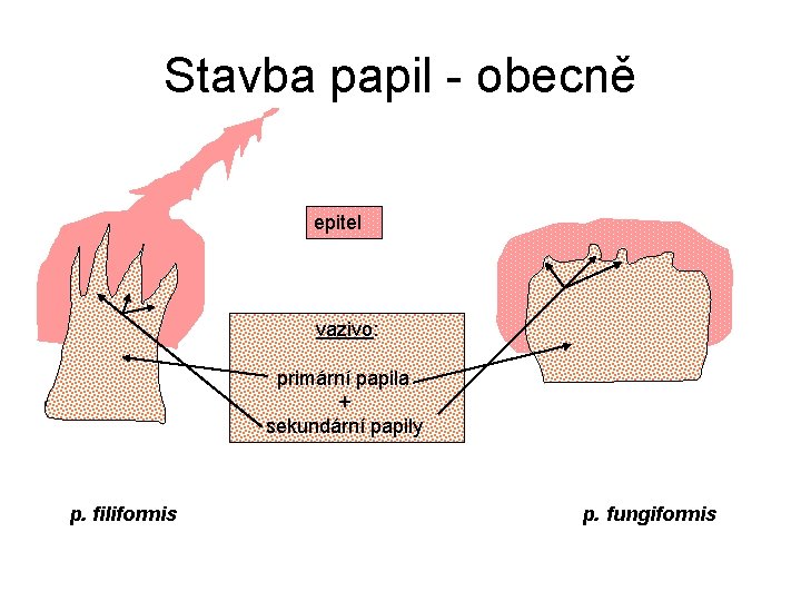 Stavba papil - obecně epitel vazivo: primární papila + sekundární papily p. filiformis p.