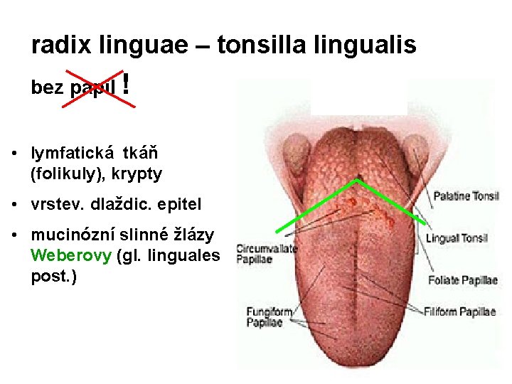 radix linguae – tonsilla lingualis bez papil ! • lymfatická tkáň (folikuly), krypty •