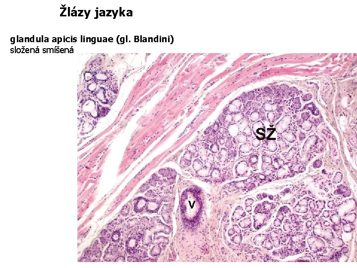 Žlázy jazyka glandula apicis linguae (gl. Blandini) složená smíšená 