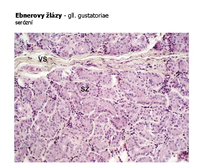 Ebnerovy žlázy - gll. gustatoriae serózní Ebnerova serózní žláza (SŽ) se sekrečními úseky tubulárního