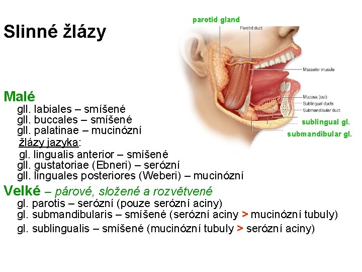 Slinné žlázy parotid gland Malé gll. labiales – smíšené gll. buccales – smíšené gll.