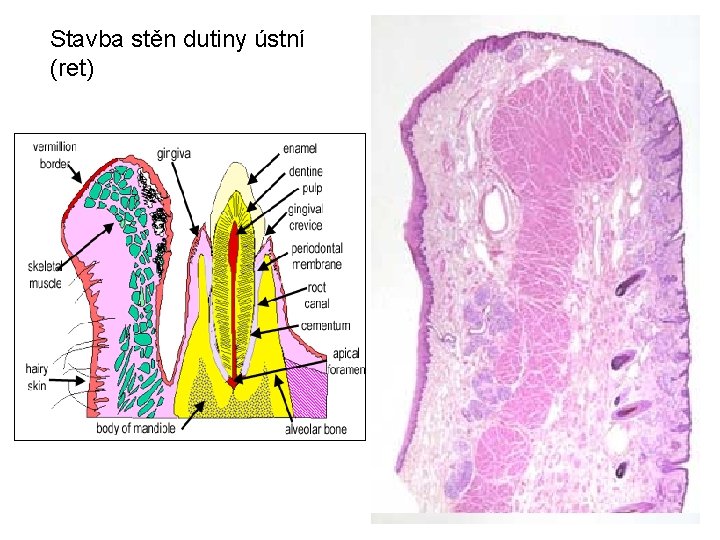 Stavba stěn dutiny ústní (ret) 