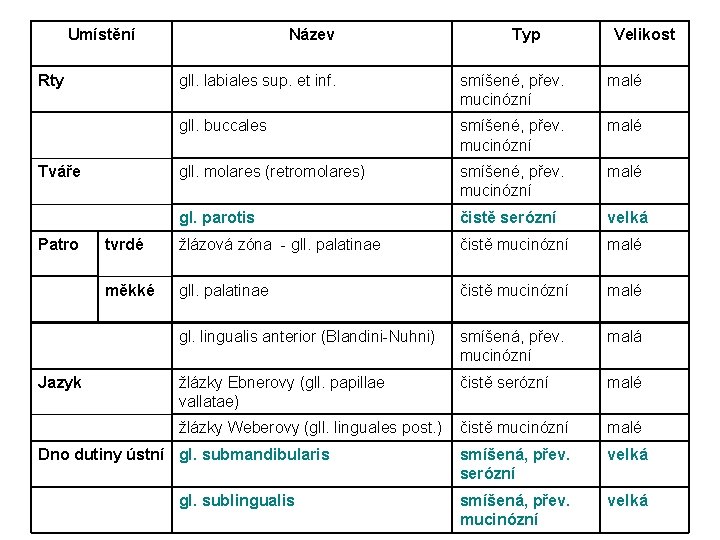 Umístění Rty Jazyk Typ Velikost gll. labiales sup. et inf. smíšené, přev. mucinózní malé