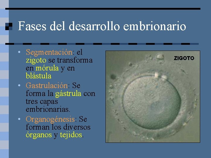 Fases del desarrollo embrionario • Segmentación: el zigoto se transforma en mórula y en