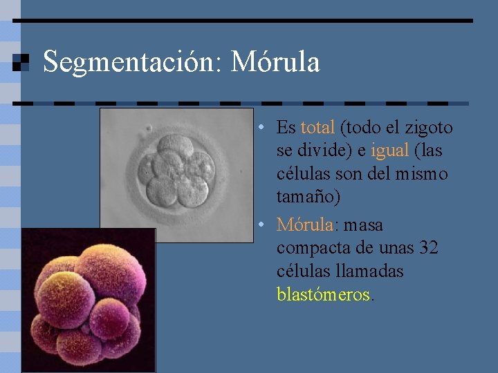 Segmentación: Mórula • Es total (todo el zigoto se divide) e igual (las células