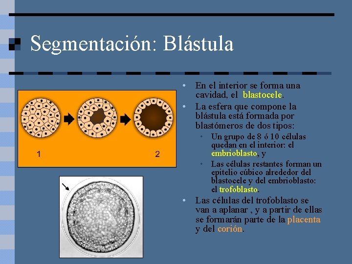 Segmentación: Blástula • En el interior se forma una cavidad, el blastocele. • La