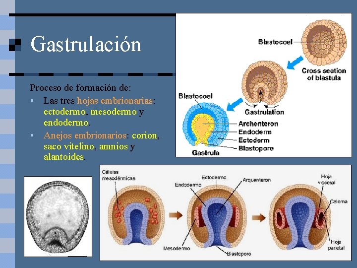 Gastrulación Proceso de formación de: • Las tres hojas embrionarias: ectodermo, mesodermo y endodermo.