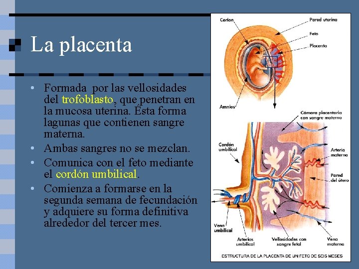 La placenta • Formada por las vellosidades del trofoblasto, que penetran en la mucosa