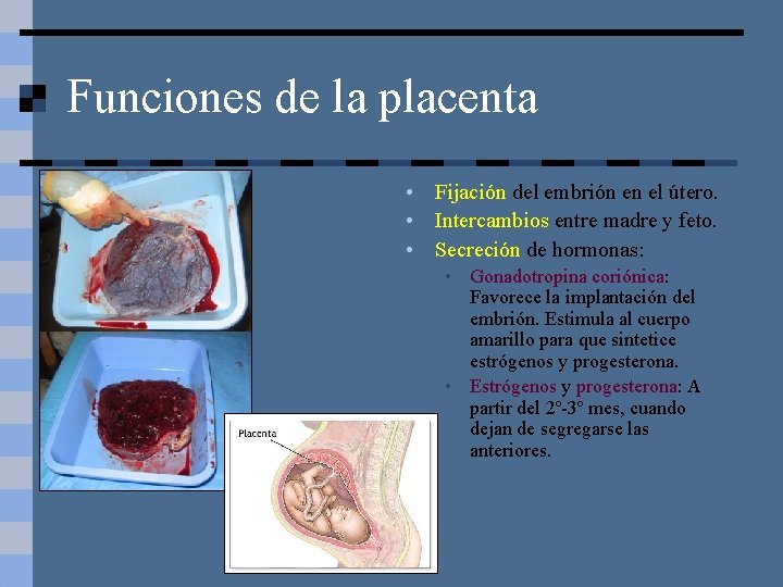 Funciones de la placenta • Fijación del embrión en el útero. • Intercambios entre