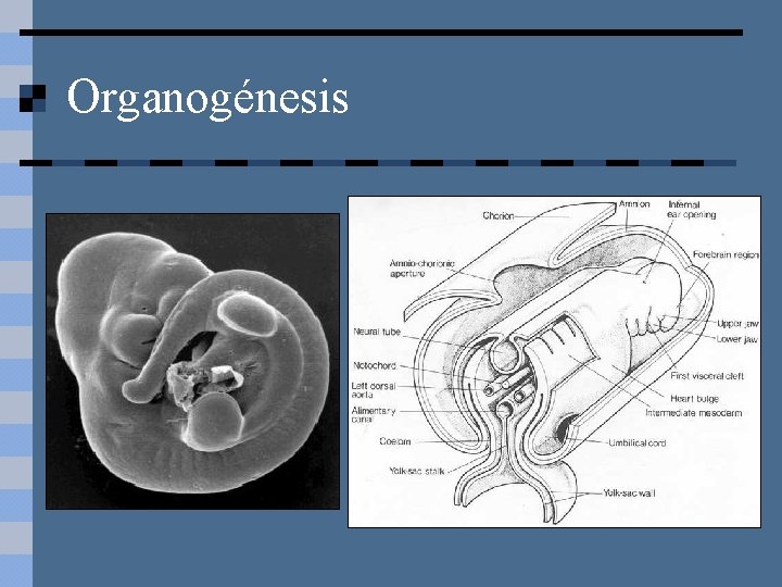 Organogénesis 