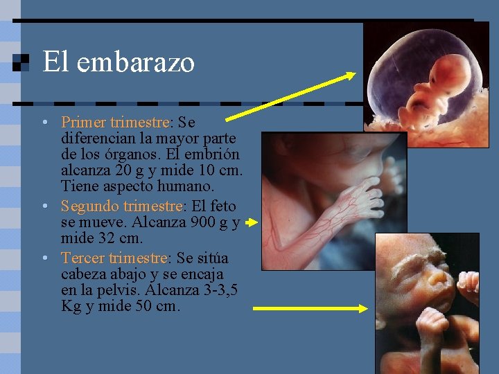 El embarazo • Primer trimestre: trimestre Se diferencian la mayor parte de los órganos.