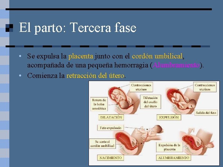 El parto: Tercera fase • Se expulsa la placenta junto con el cordón umbilical,