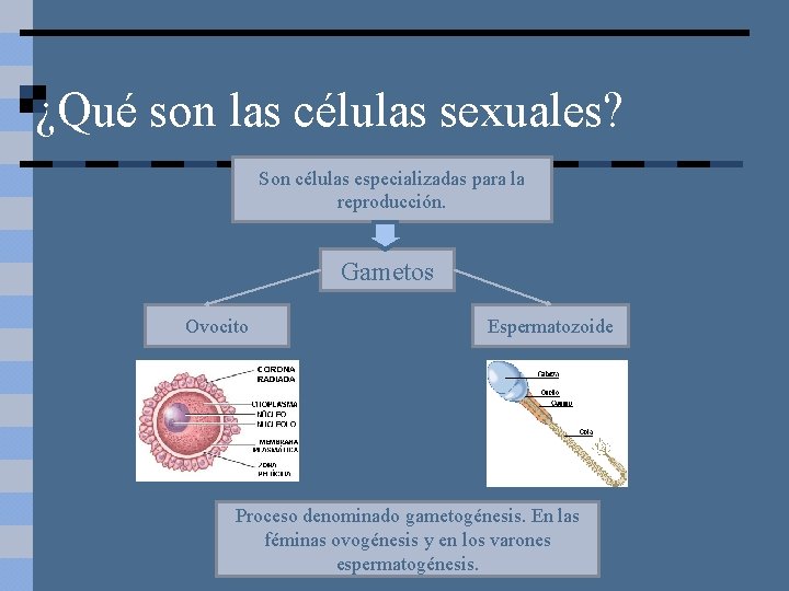 ¿Qué son las células sexuales? Son células especializadas para la reproducción. Gametos Ovocito Espermatozoide