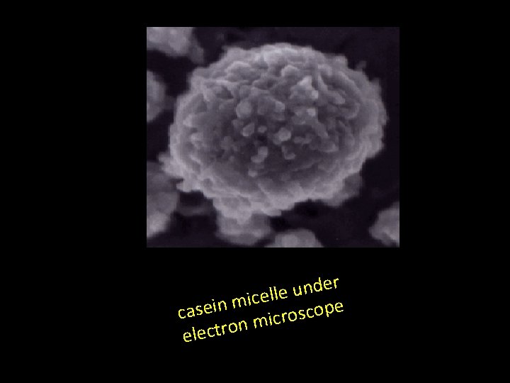 r e d n u lle e c i m casein microscope n o