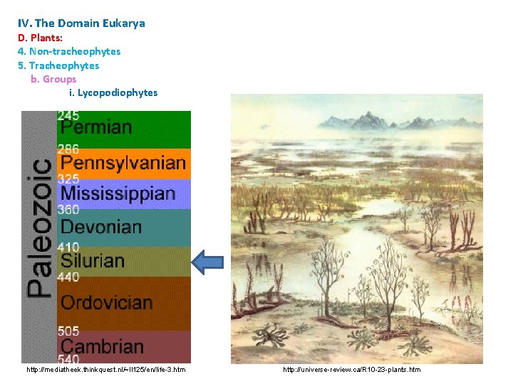 IV. The Domain Eukarya D. Plants: 4. Non-tracheophytes 5. Tracheophytes b. Groups i. Lycopodiophytes