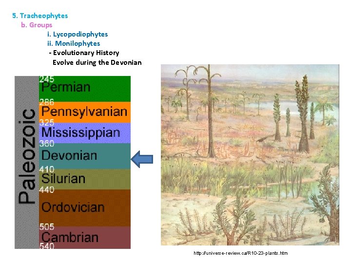 5. Tracheophytes b. Groups i. Lycopodiophytes ii. Monilophytes - Evolutionary History Evolve during the