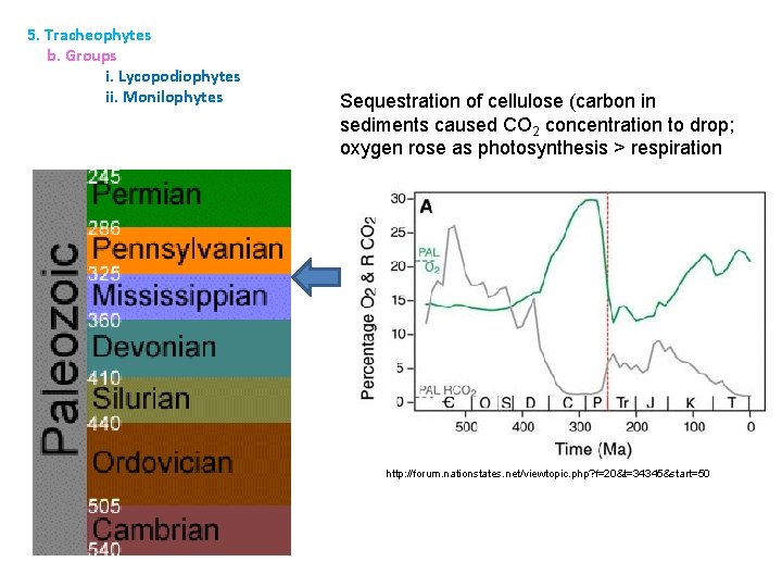 5. Tracheophytes b. Groups i. Lycopodiophytes ii. Monilophytes Sequestration of cellulose (carbon in sediments