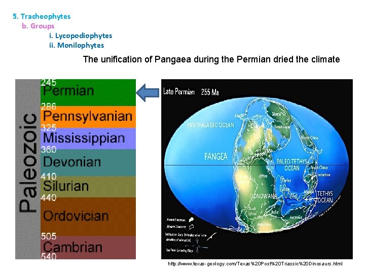 5. Tracheophytes b. Groups i. Lycopodiophytes ii. Monilophytes The unification of Pangaea during the
