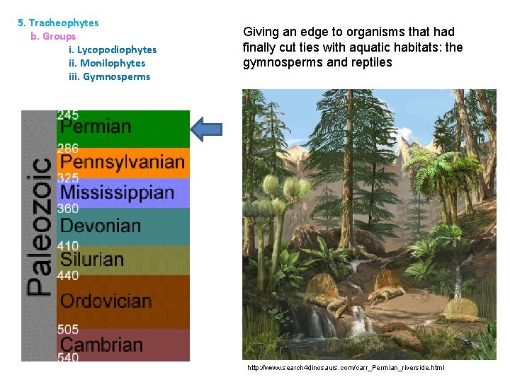 5. Tracheophytes b. Groups i. Lycopodiophytes ii. Monilophytes iii. Gymnosperms Giving an edge to