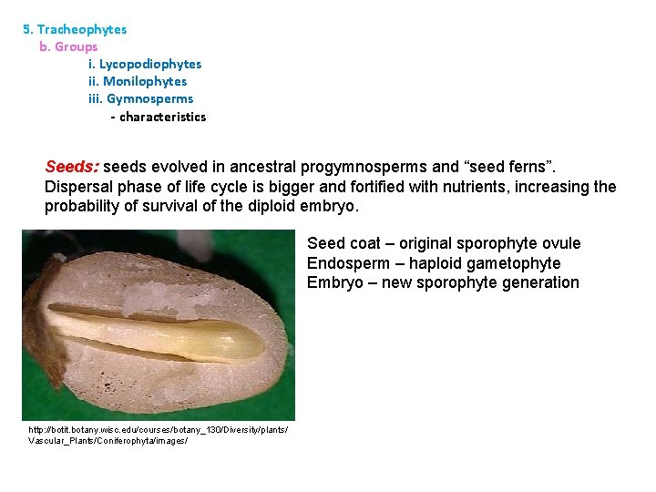 5. Tracheophytes b. Groups i. Lycopodiophytes ii. Monilophytes iii. Gymnosperms - characteristics Seeds: seeds