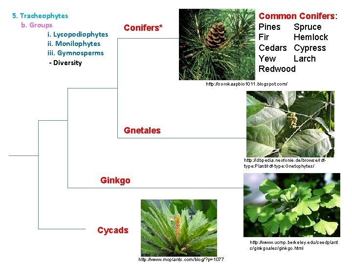 5. Tracheophytes b. Groups i. Lycopodiophytes ii. Monilophytes iii. Gymnosperms - Diversity Common Conifers: