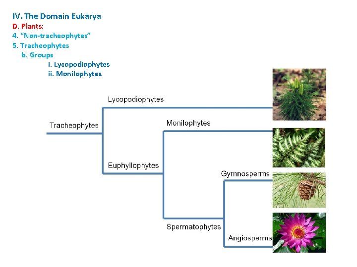 IV. The Domain Eukarya D. Plants: 4. “Non-tracheophytes” 5. Tracheophytes b. Groups i. Lycopodiophytes