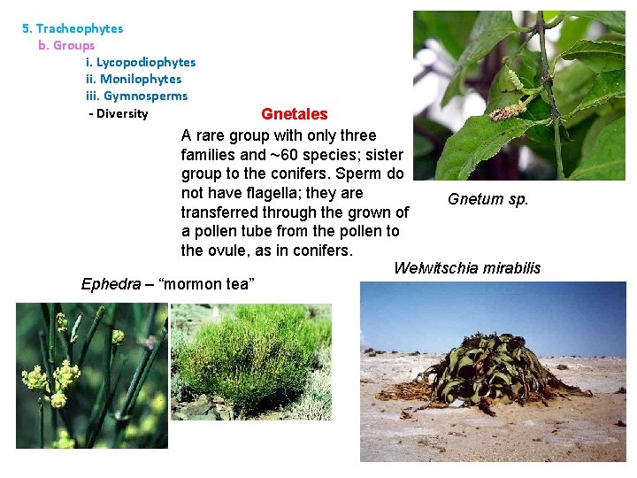 5. Tracheophytes b. Groups i. Lycopodiophytes ii. Monilophytes iii. Gymnosperms - Diversity Gnetales A