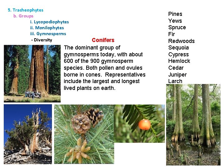 5. Tracheophytes b. Groups i. Lycopodiophytes ii. Monilophytes iii. Gymnosperms - Diversity Conifers The