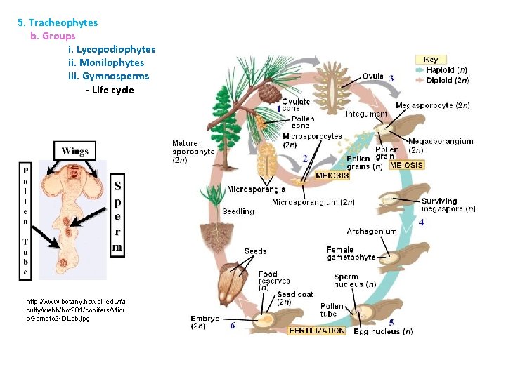 5. Tracheophytes b. Groups i. Lycopodiophytes ii. Monilophytes iii. Gymnosperms - Life cycle http: