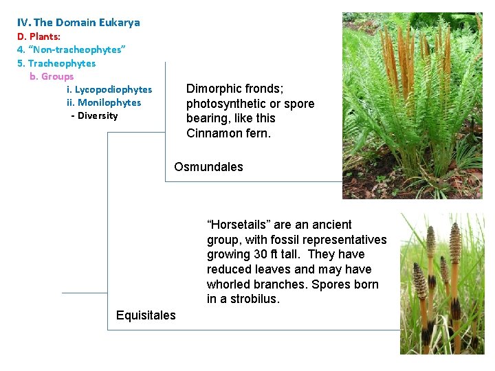 IV. The Domain Eukarya D. Plants: 4. “Non-tracheophytes” 5. Tracheophytes b. Groups i. Lycopodiophytes