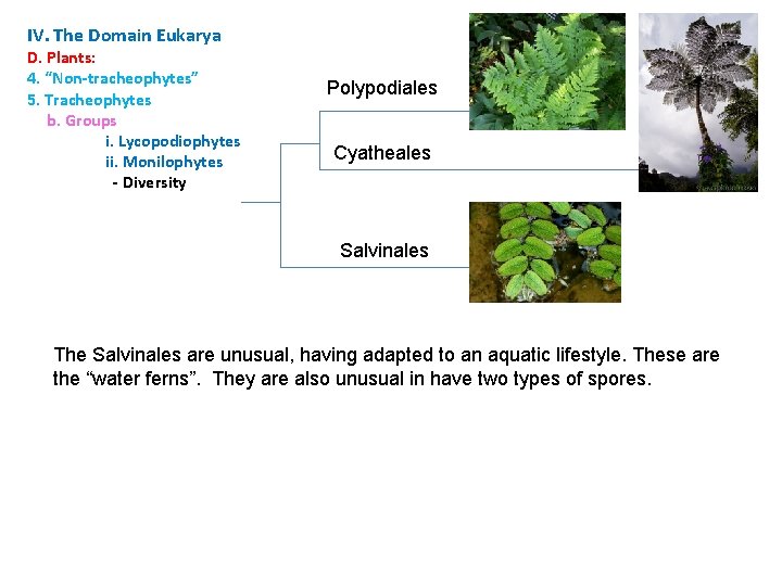 IV. The Domain Eukarya D. Plants: 4. “Non-tracheophytes” 5. Tracheophytes b. Groups i. Lycopodiophytes