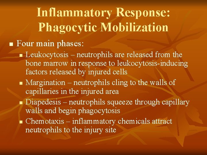 Inflammatory Response: Phagocytic Mobilization n Four main phases: n n Leukocytosis – neutrophils are