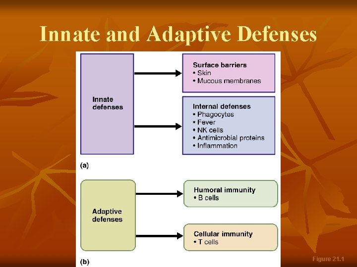 Innate and Adaptive Defenses Figure 21. 1 