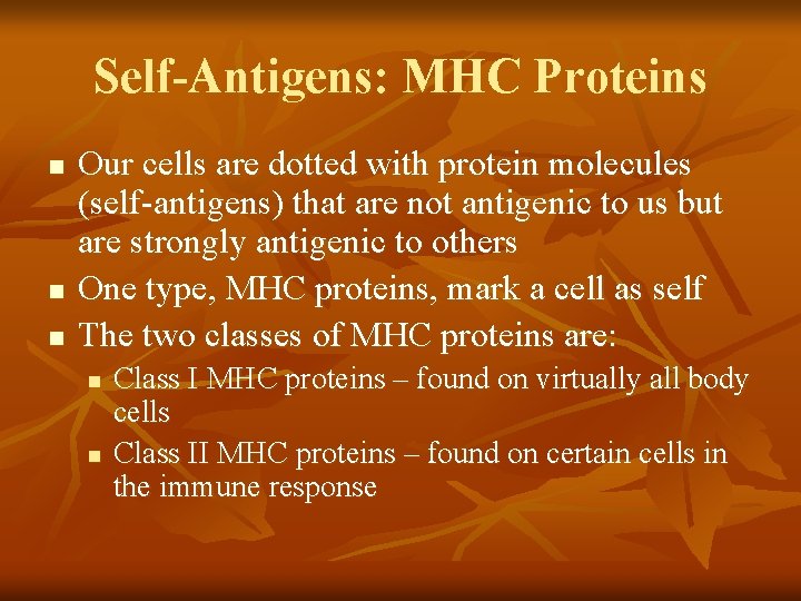Self-Antigens: MHC Proteins n n n Our cells are dotted with protein molecules (self-antigens)