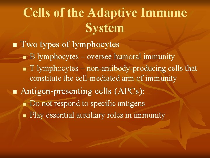 Cells of the Adaptive Immune System n Two types of lymphocytes n n n