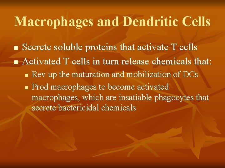 Macrophages and Dendritic Cells n n Secrete soluble proteins that activate T cells Activated