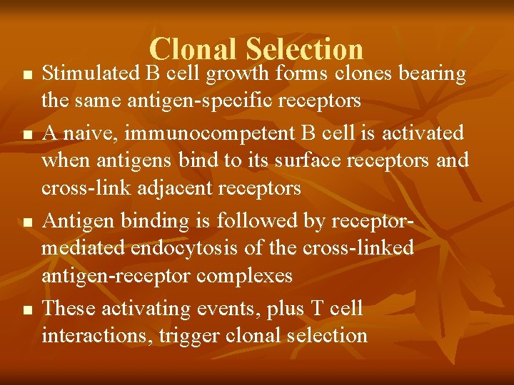 n n Clonal Selection Stimulated B cell growth forms clones bearing the same antigen-specific