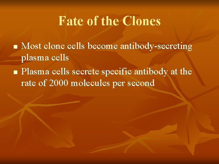 Fate of the Clones n n Most clone cells become antibody-secreting plasma cells Plasma