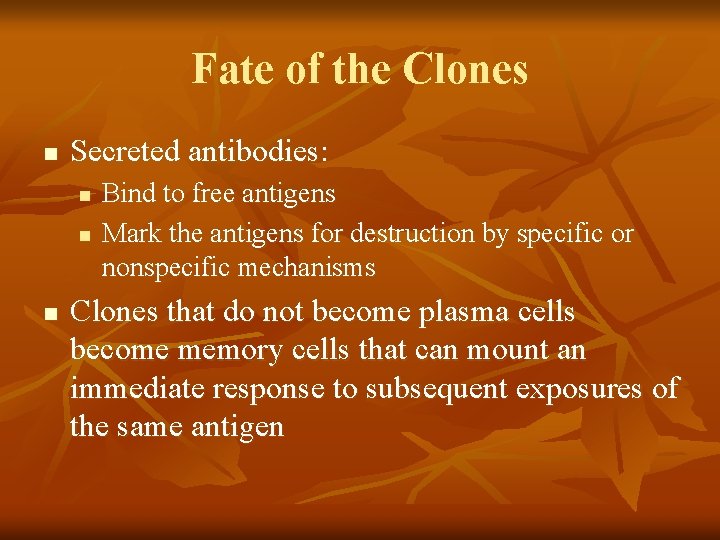 Fate of the Clones n Secreted antibodies: n n n Bind to free antigens
