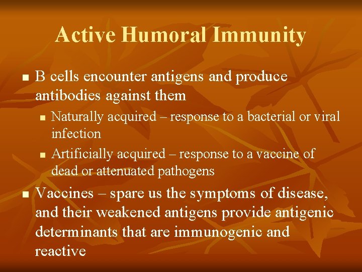 Active Humoral Immunity n B cells encounter antigens and produce antibodies against them n