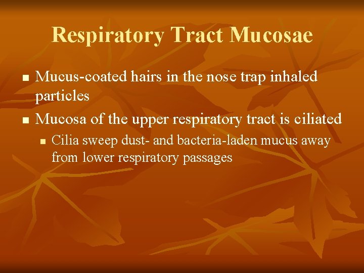 Respiratory Tract Mucosae n n Mucus-coated hairs in the nose trap inhaled particles Mucosa