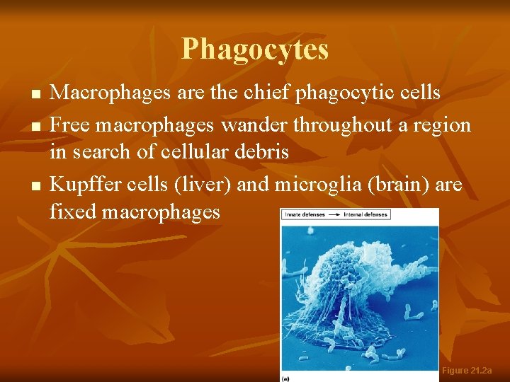 Phagocytes n n n Macrophages are the chief phagocytic cells Free macrophages wander throughout
