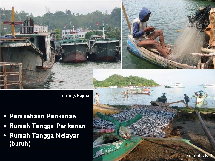 Sorong, Papua • Perusahaan Perikanan • Rumah Tangga Nelayan (buruh) Komodo, NTT 