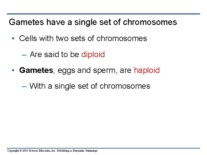 Gametes have a single set of chromosomes • Cells with two sets of chromosomes