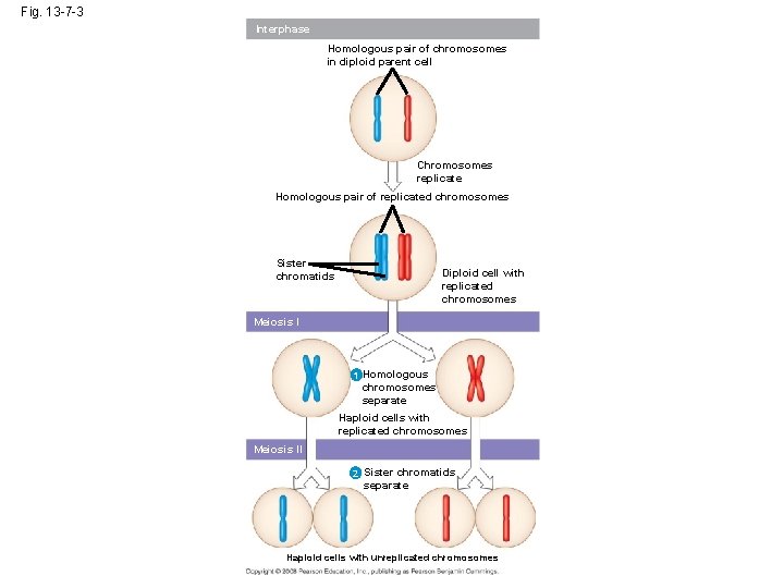 Fig. 13 -7 -3 Interphase Homologous pair of chromosomes in diploid parent cell Chromosomes