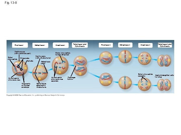 Fig. 13 -8 Metaphase I Prophase I Centrosome (with centriole pair) Sister chromatids Chiasmata