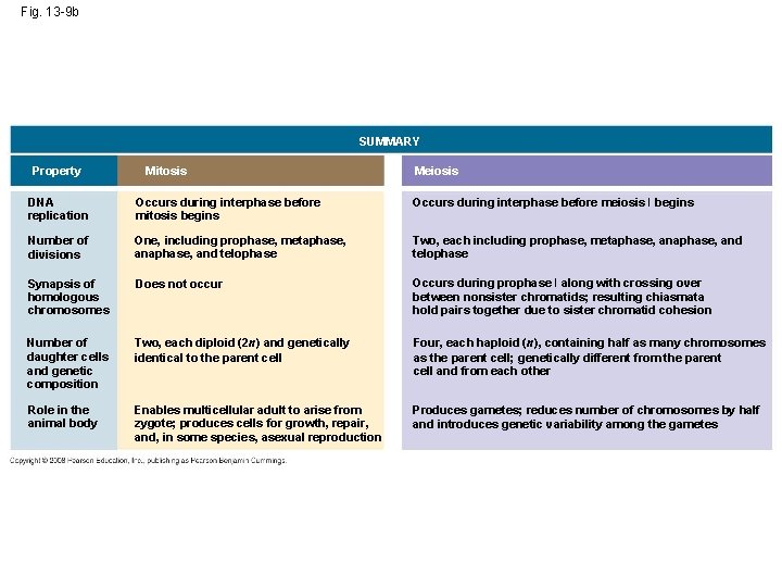 Fig. 13 -9 b SUMMARY Property Mitosis Meiosis DNA replication Occurs during interphase before