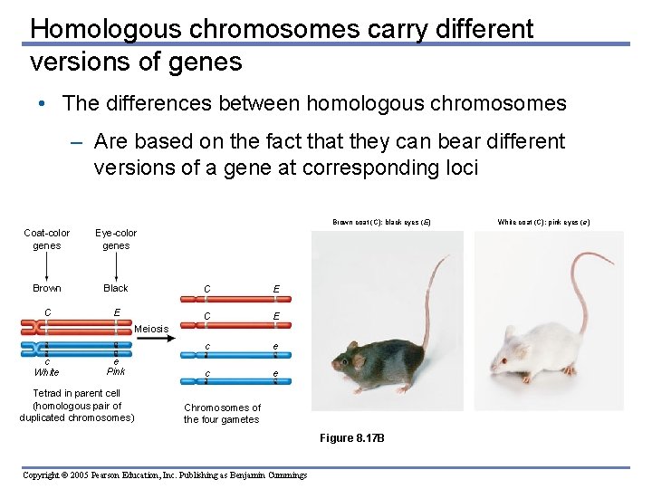 Homologous chromosomes carry different versions of genes • The differences between homologous chromosomes –