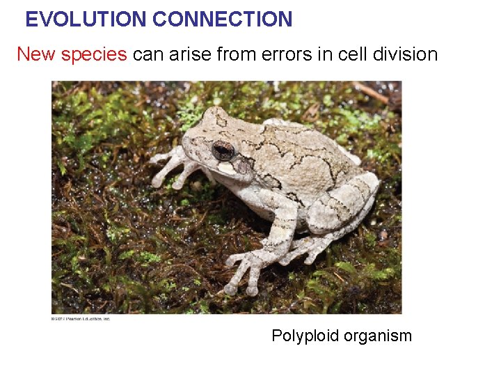 EVOLUTION CONNECTION New species can arise from errors in cell division Polyploid organism 