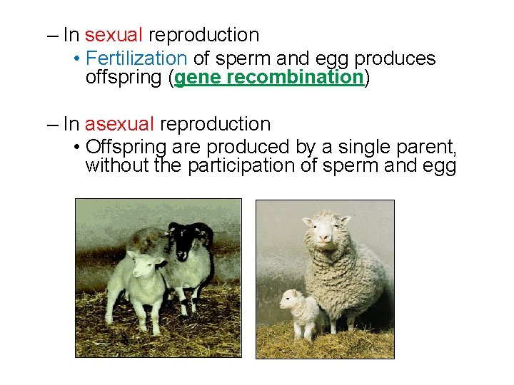 – In sexual reproduction • Fertilization of sperm and egg produces offspring (gene recombination)